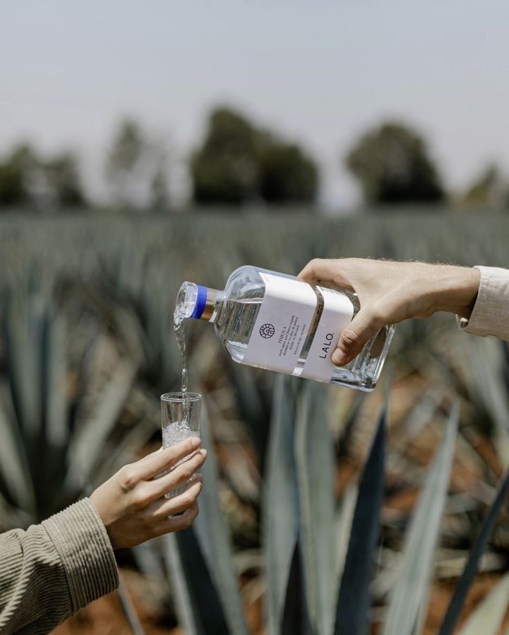 Tequila vs Mezcal : le jeu des différences